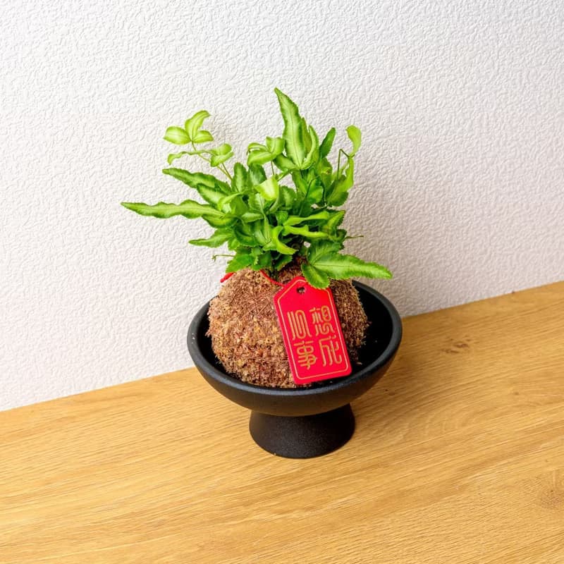 鳳尾蕨苔球 苔球植物 苔玉 室內植物 辦公室植物 交換禮物