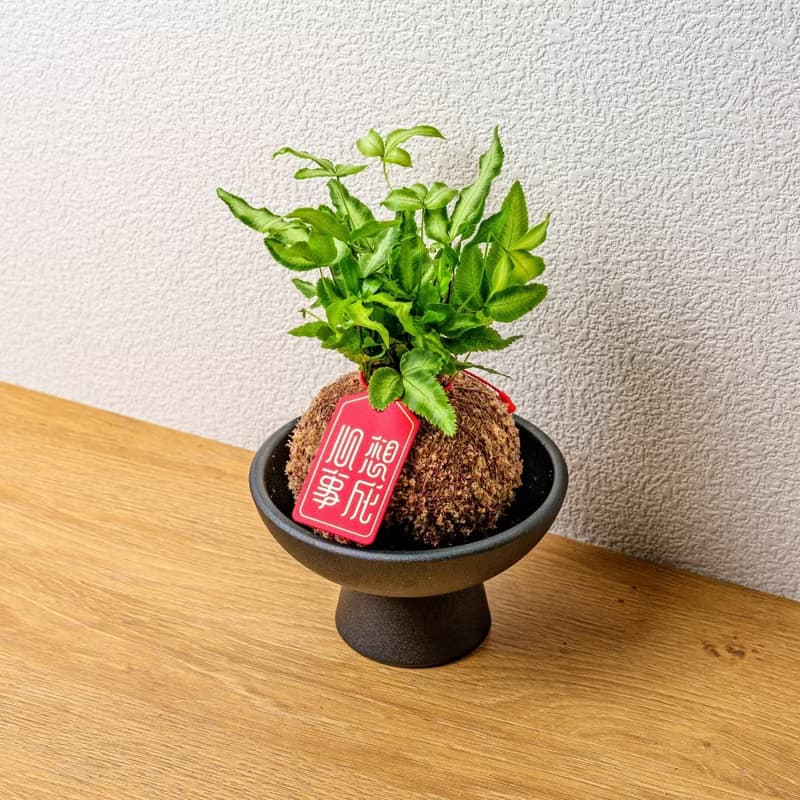 鳳尾蕨苔球 苔球植物 苔玉 室內植物 辦公室植物 交換禮物