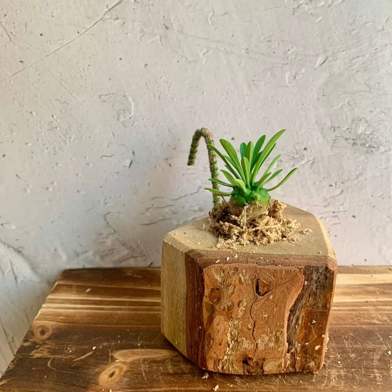 手工木作設計 盆栽擺飾 多肉植物 峨嵋山