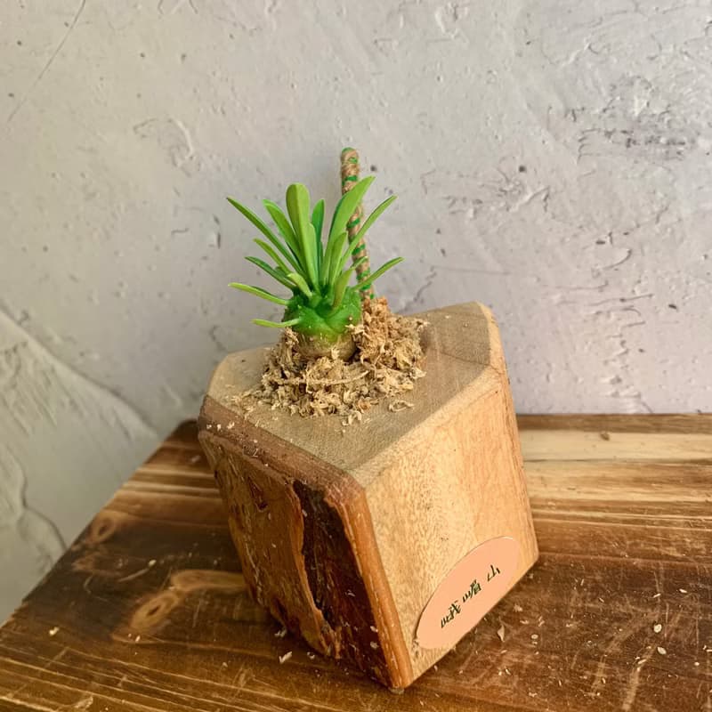 手工木作設計 盆栽擺飾 多肉植物 峨嵋山