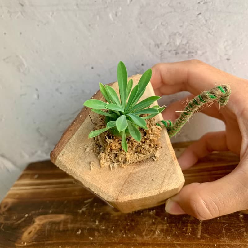 手工木作設計 盆栽擺飾 多肉植物 峨嵋山