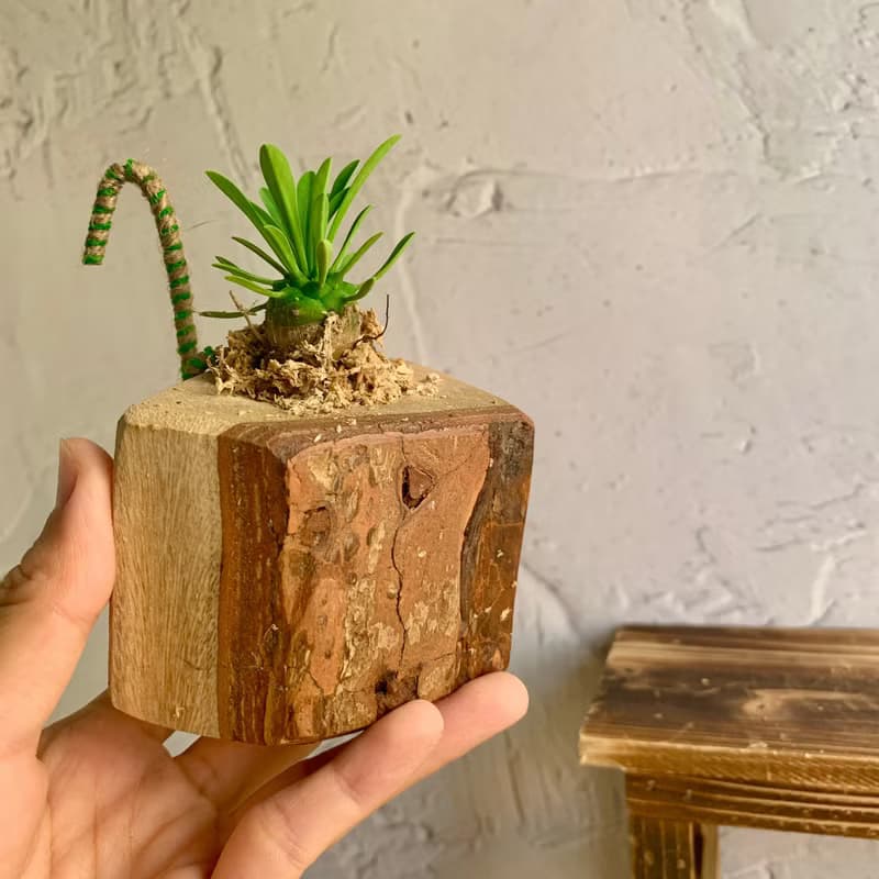 手工木作設計 盆栽擺飾 多肉植物 峨嵋山