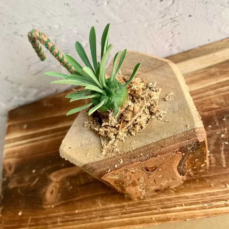 手工木作設計 盆栽擺飾 多肉植物 峨嵋山