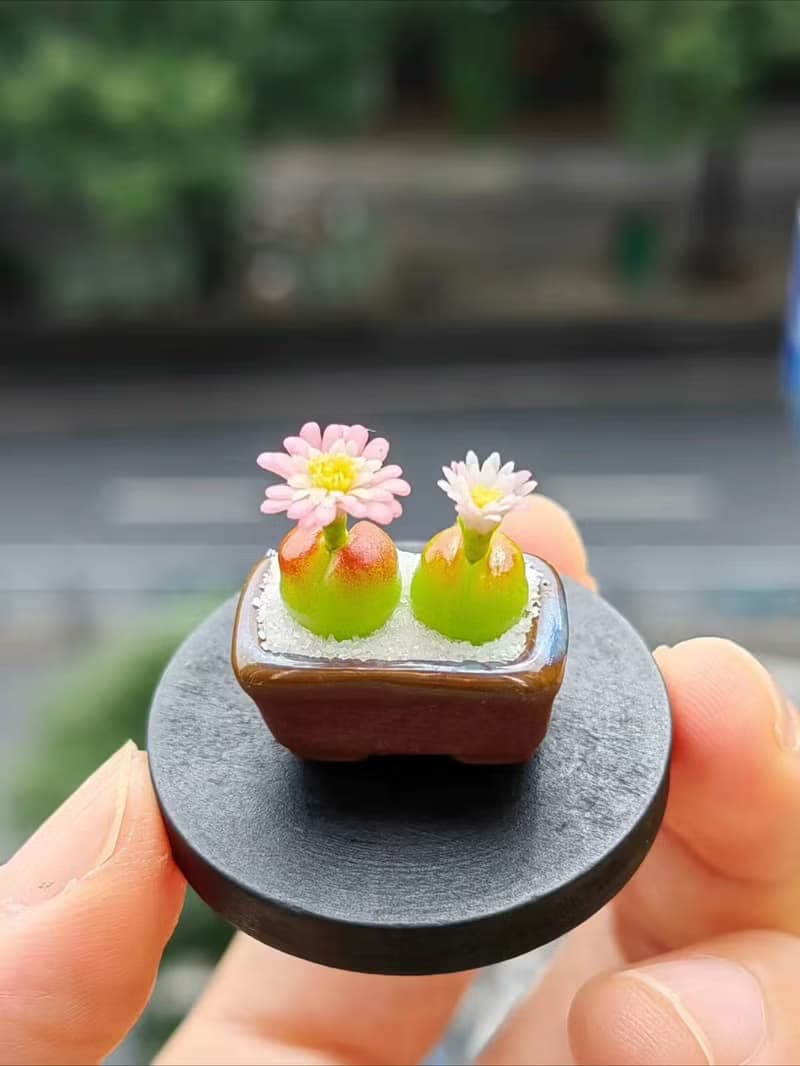 微縮黏土毛漢尼石蓮花多肉盆栽