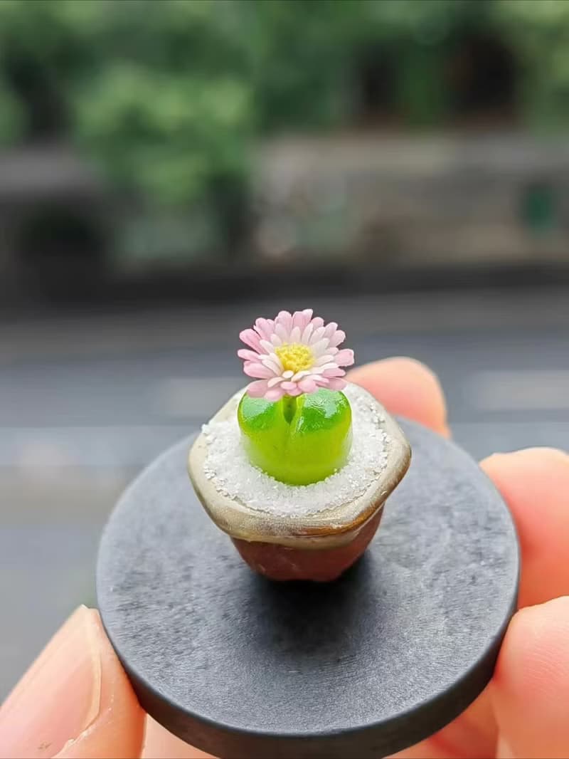 微縮黏土毛漢尼石蓮花多肉盆栽