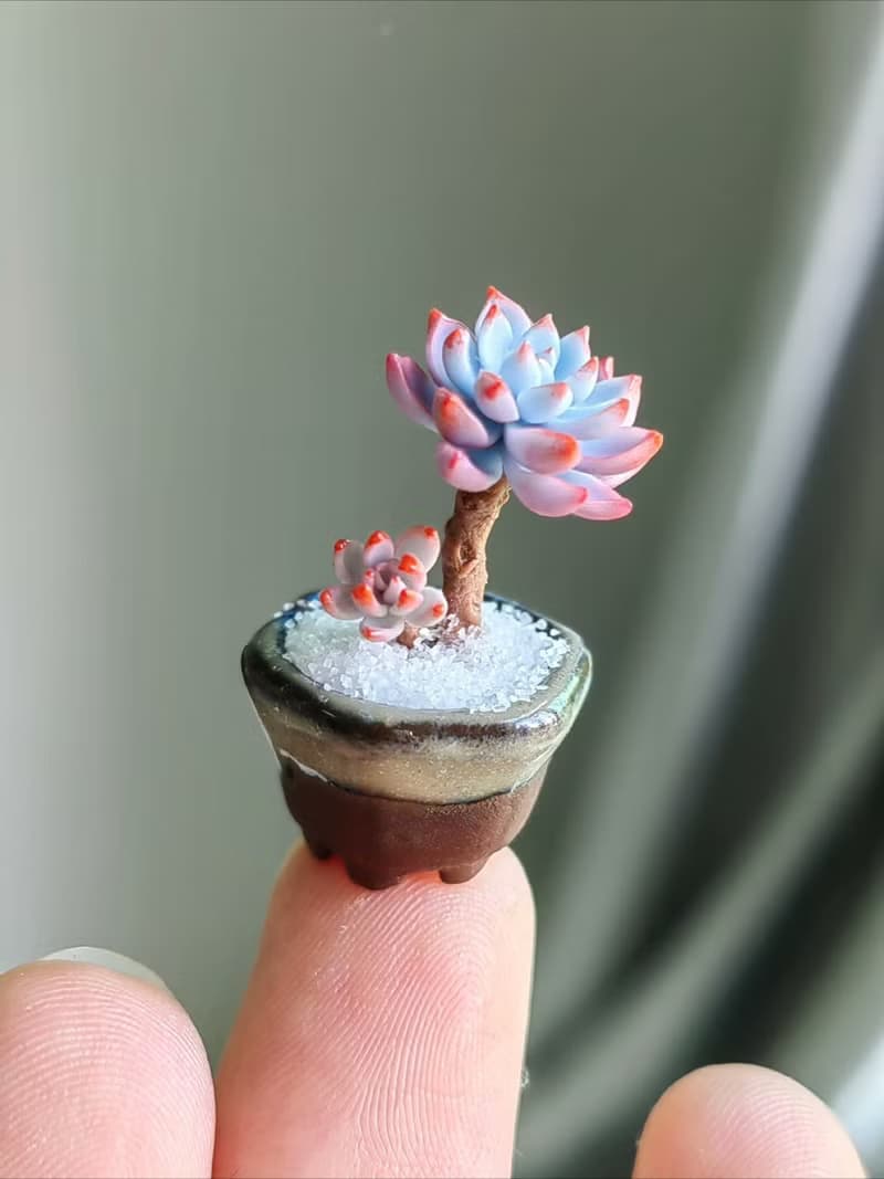 微縮黏土毛漢尼石蓮花多肉盆栽