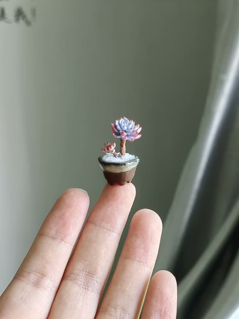 微縮黏土毛漢尼石蓮花多肉盆栽