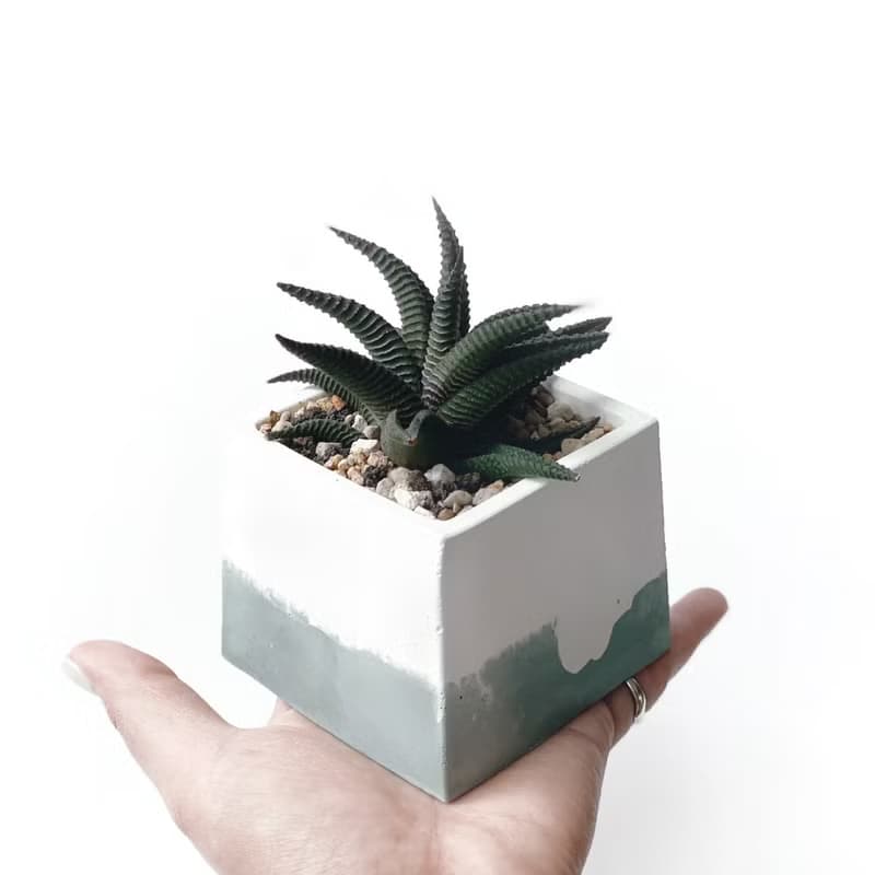 (現貨) 莫蘭迪綠系列 | 琉璃殿 方形雙色水泥多肉植栽