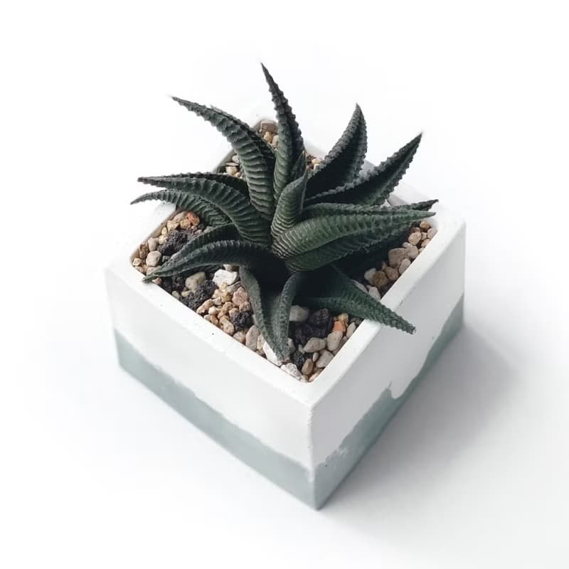 (現貨) 莫蘭迪綠系列 | 琉璃殿 方形雙色水泥多肉植栽