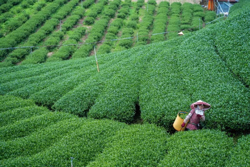 焙茶生巧克力