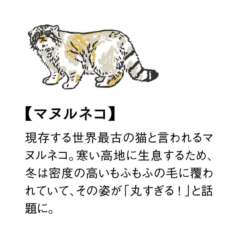 【YOU+MORE!】世界上最古老的貓 - 兔猻造型收納包