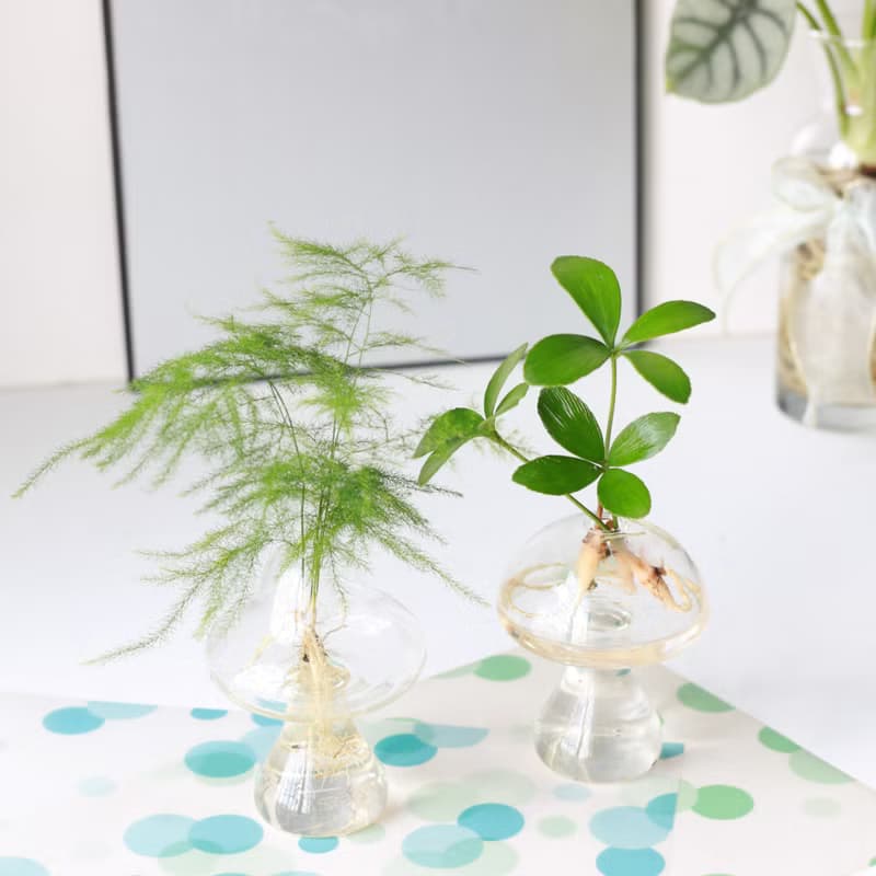 水培植栽│文竹 (新娘花)_室內植物 辦公室盆栽 店內擺設 送禮