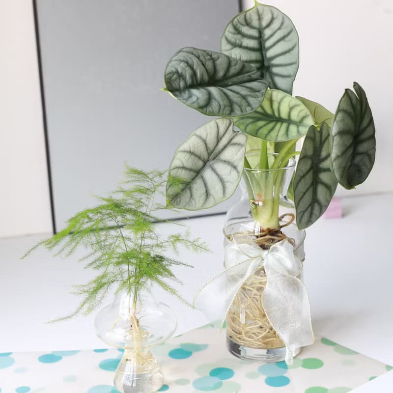 水培植栽│文竹 (新娘花)_室內植物 辦公室盆栽 店內擺設 送禮