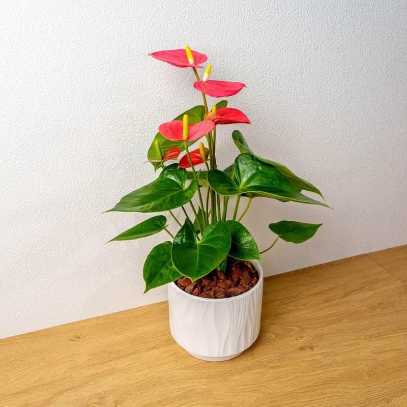 火鶴 流線白陶盆栽 開幕盆栽推薦 桌上盆栽 送禮