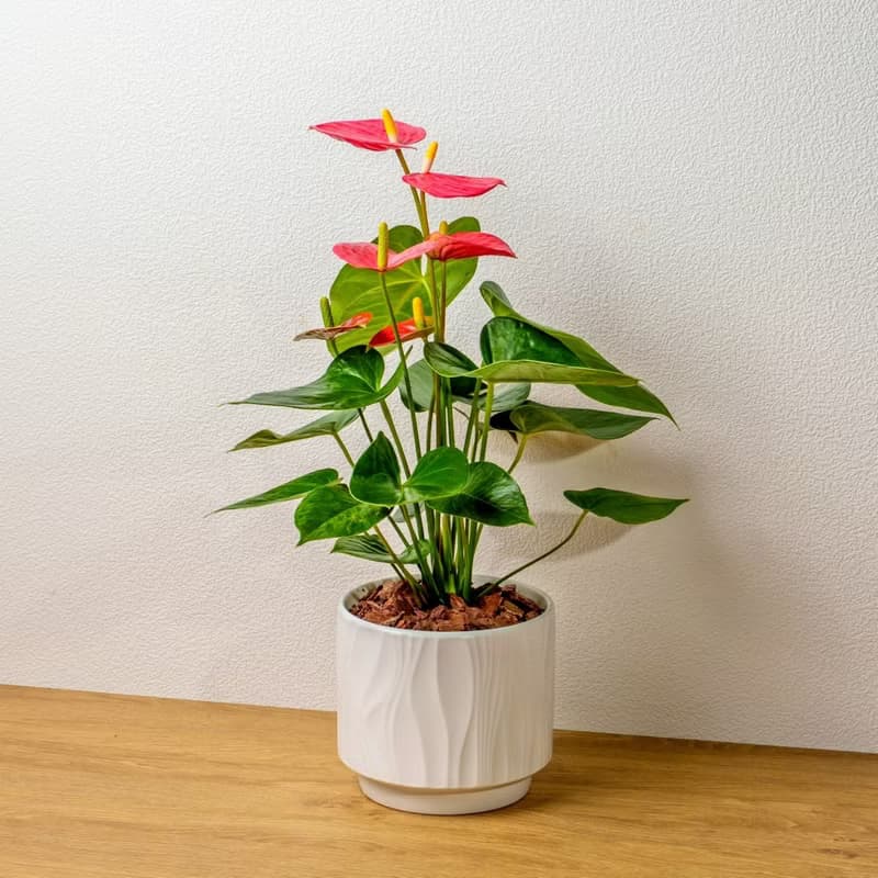 火鶴 流線白陶盆栽 開幕盆栽推薦 桌上盆栽 送禮