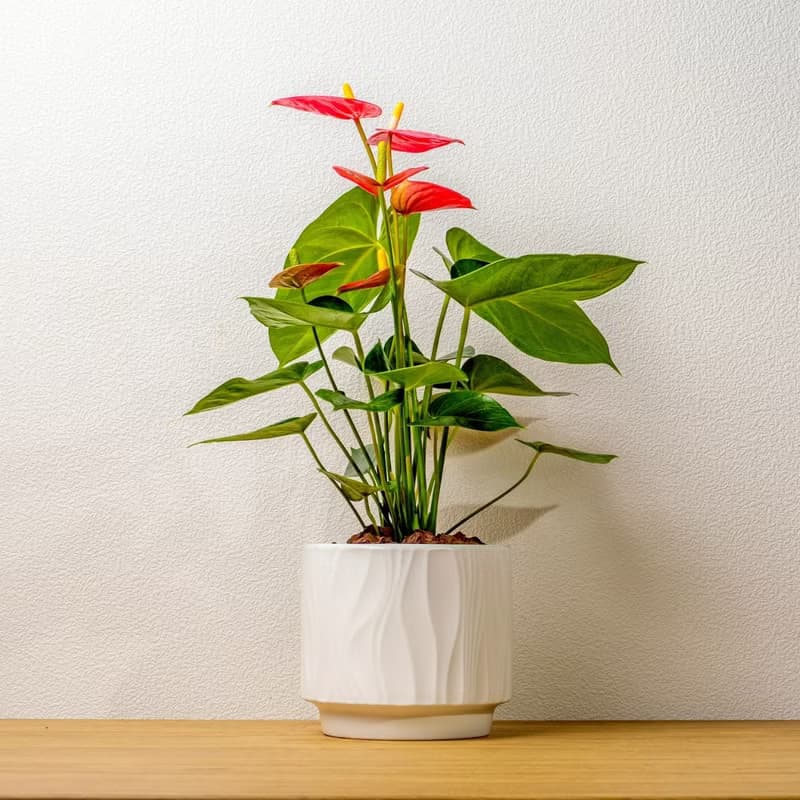 火鶴 流線白陶盆栽 開幕盆栽推薦 桌上盆栽 送禮