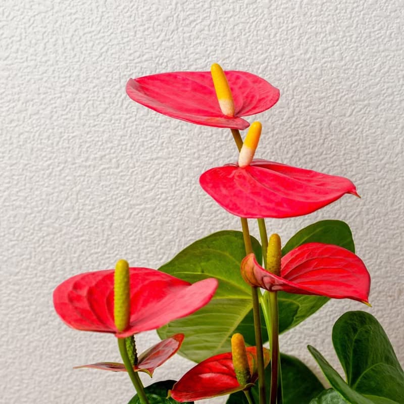火鶴 流線白陶盆栽 開幕盆栽推薦 桌上盆栽 送禮