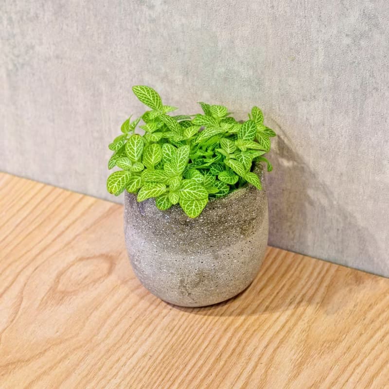 檸檬網紋草 桌上型水泥盆栽 觀葉植物 禮物 盆栽 交換禮物