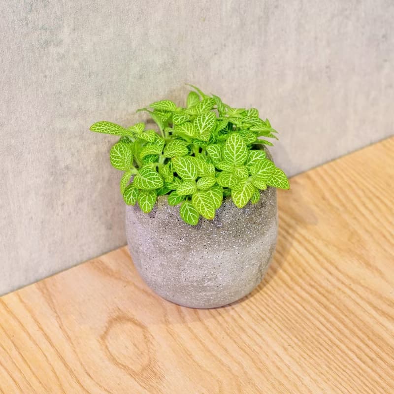 檸檬網紋草 桌上型水泥盆栽 觀葉植物 禮物 盆栽 交換禮物