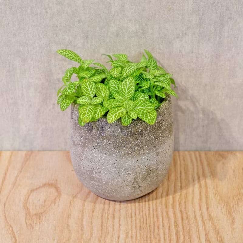 檸檬網紋草 桌上型水泥盆栽 觀葉植物 禮物 盆栽 交換禮物