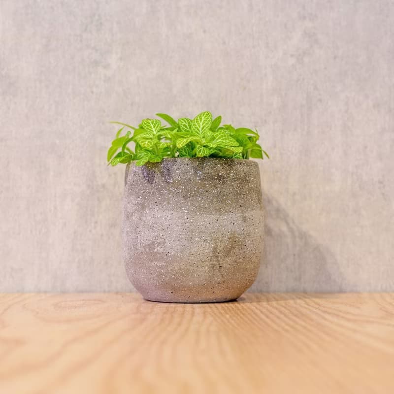 檸檬網紋草 桌上型水泥盆栽 觀葉植物 禮物 盆栽 交換禮物