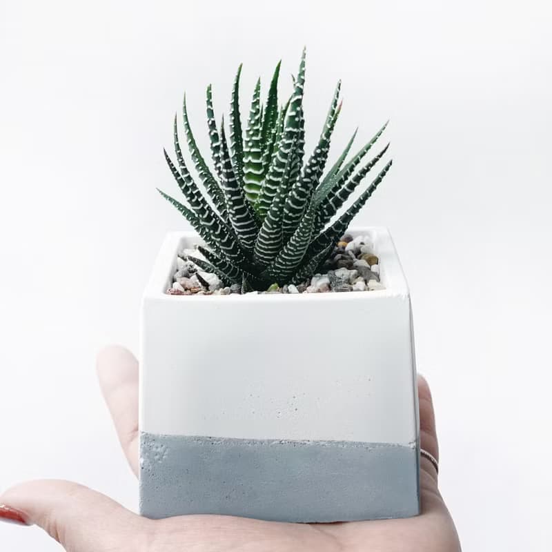 (現貨) 莫蘭迪藍系列 | 十二之卷-方形漸層水泥多肉植栽