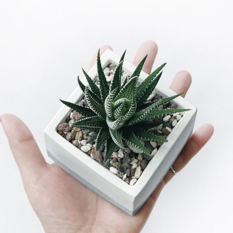 (現貨) 莫蘭迪藍系列 | 十二之卷-方形漸層水泥多肉植栽