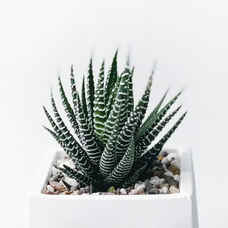 (現貨) 莫蘭迪藍系列 | 十二之卷-方形漸層水泥多肉植栽