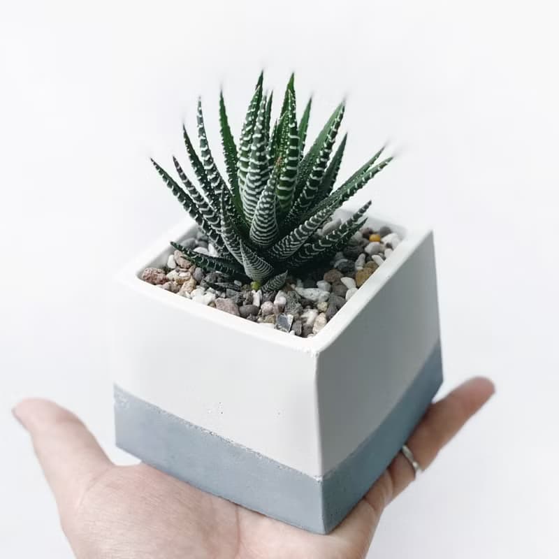 (現貨) 莫蘭迪藍系列 | 十二之卷-方形漸層水泥多肉植栽