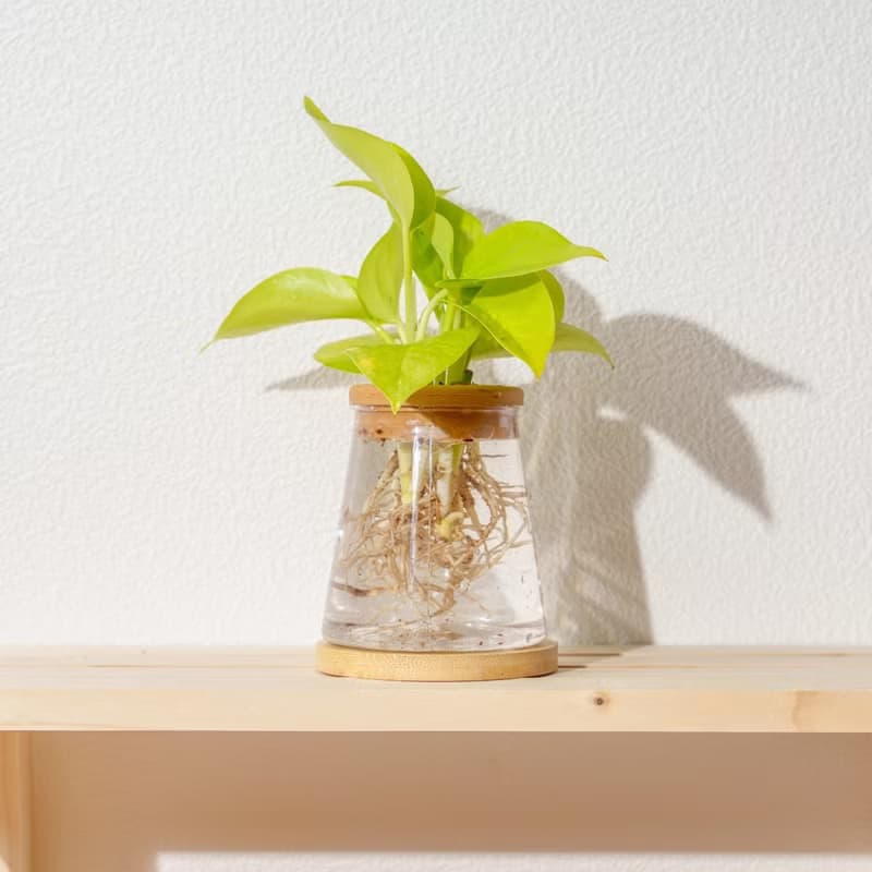 陽光葛 三角水耕盆栽 室內植物 觀葉植物 禮物 水培