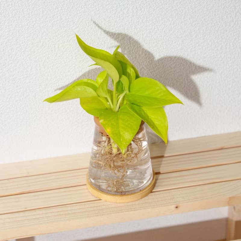 陽光葛 三角水耕盆栽 室內植物 觀葉植物 禮物 水培