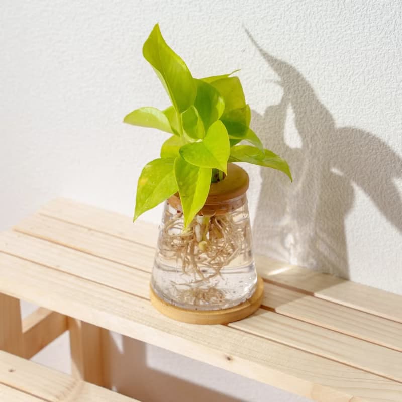 陽光葛 三角水耕盆栽 室內植物 觀葉植物 禮物 水培