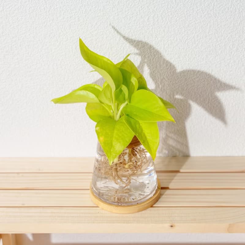 陽光葛 三角水耕盆栽 室內植物 觀葉植物 禮物 水培