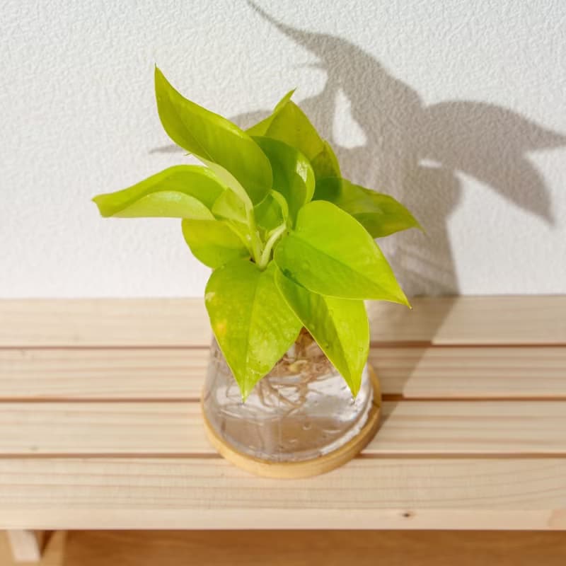 陽光葛 三角水耕盆栽 室內植物 觀葉植物 禮物 水培
