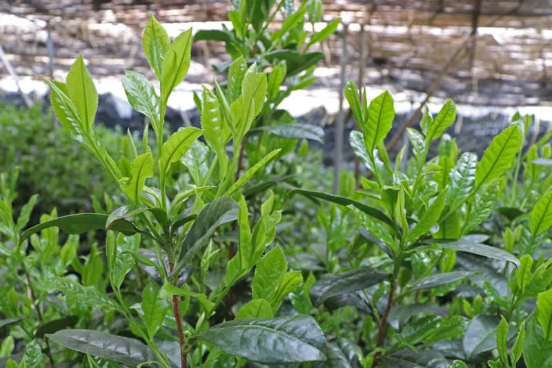 GOKO (覆蓋煎茶 / 日本・京都)