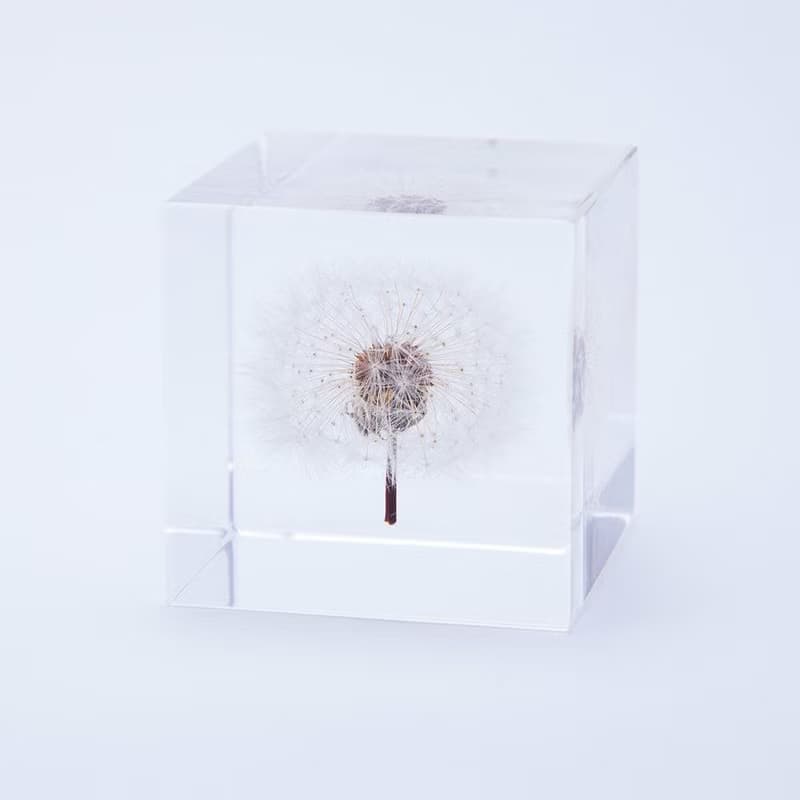 Sola cube 蒲公英立方塊_隨風而生