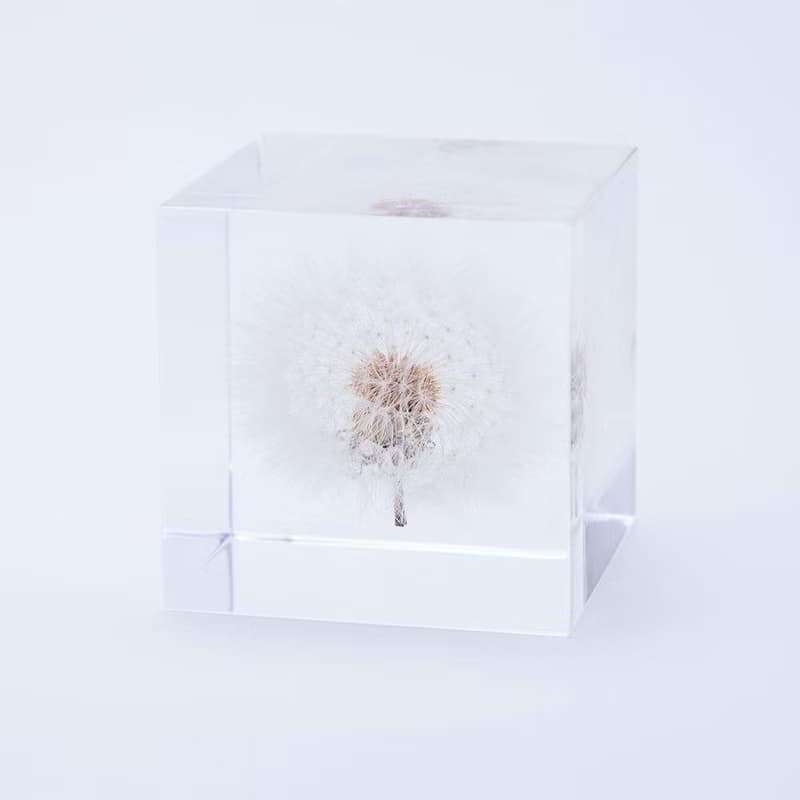 Sola cube 蒲公英立方塊_隨風而生