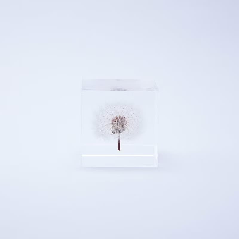 Sola cube 蒲公英立方塊_隨風而生