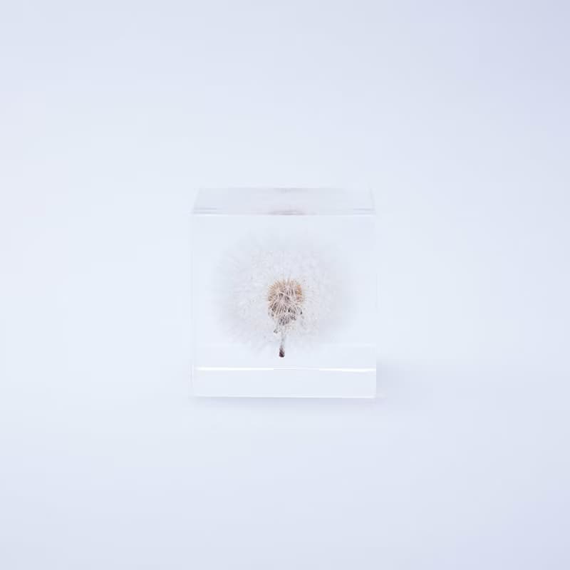 Sola cube 蒲公英立方塊_隨風而生