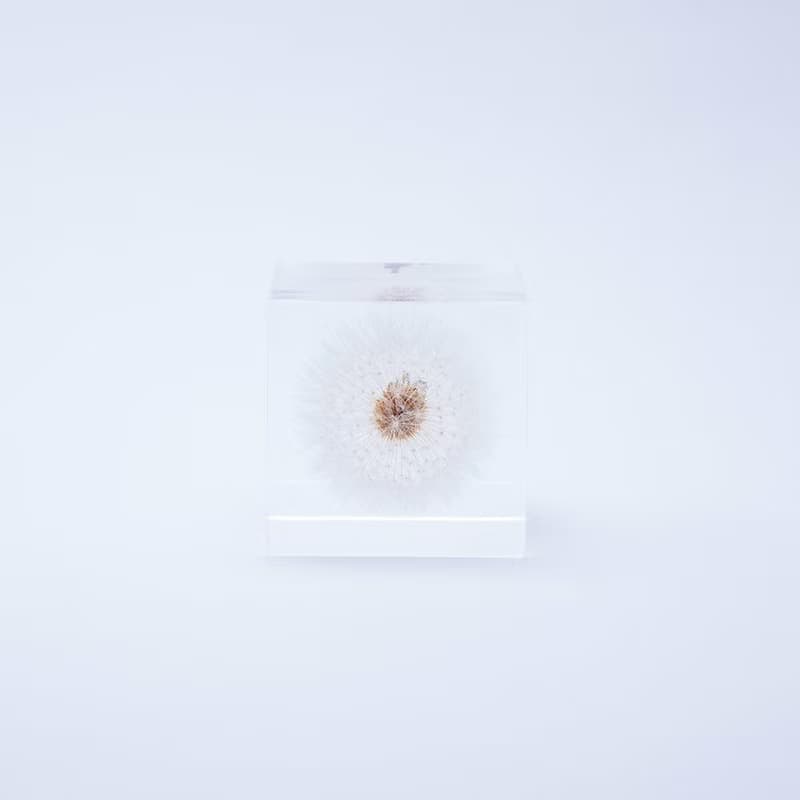 Sola cube 蒲公英立方塊_隨風而生