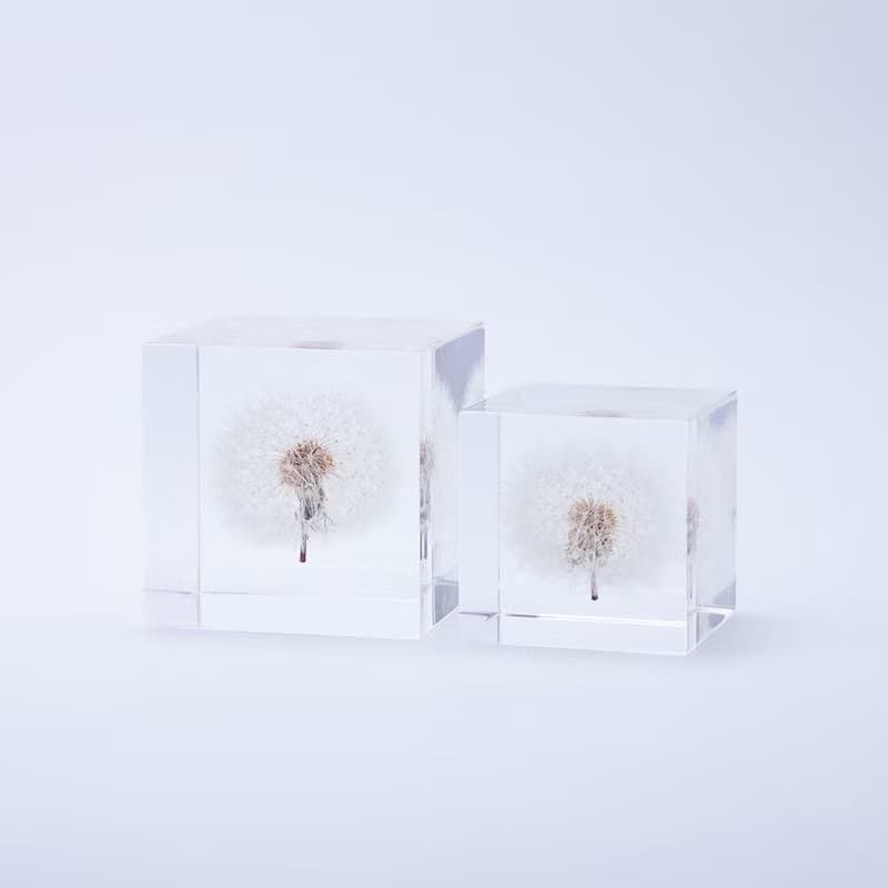 Sola cube 蒲公英立方塊_隨風而生