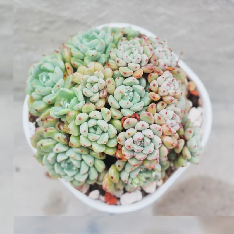 【荳荳多肉】【可愛泡泡】喬遷│送禮│升遷│多肉植物