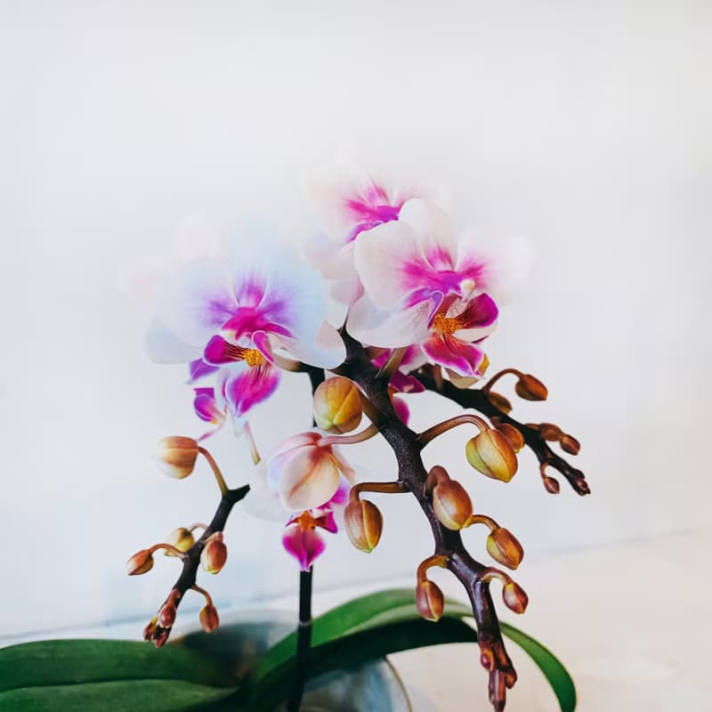 盆空間・春之舞者 蘭花  室內觀賞植物綠化花卉盆栽植栽 水泥盆 4