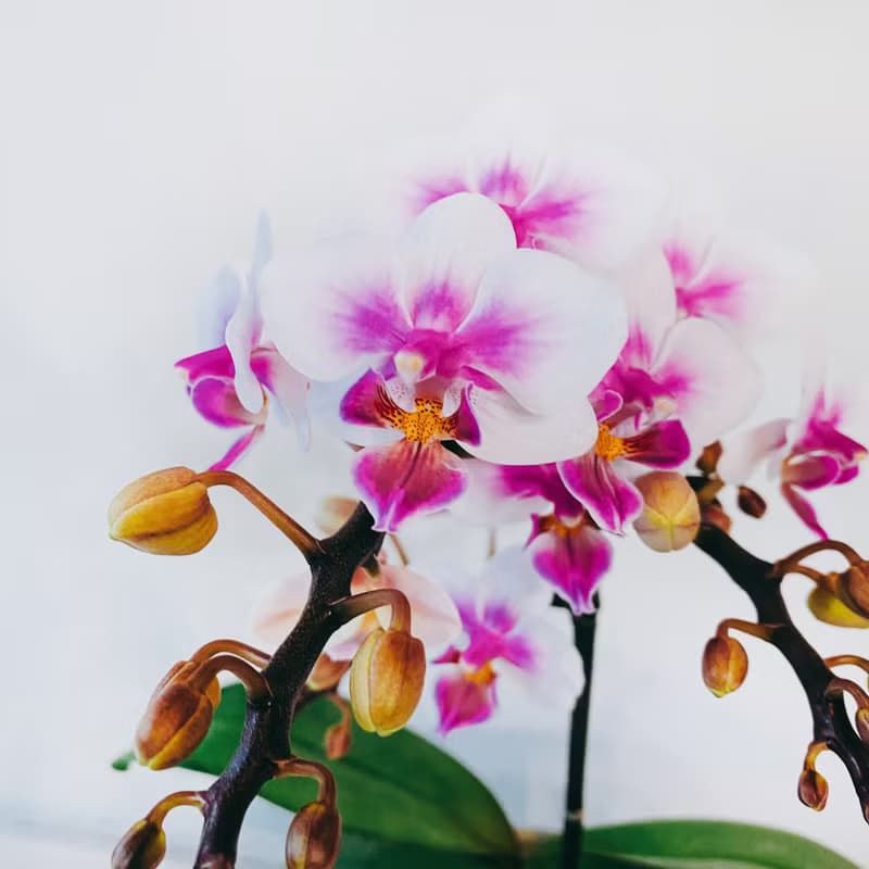 盆空間・春之舞者 蘭花  室內觀賞植物綠化花卉盆栽植栽 水泥盆 4