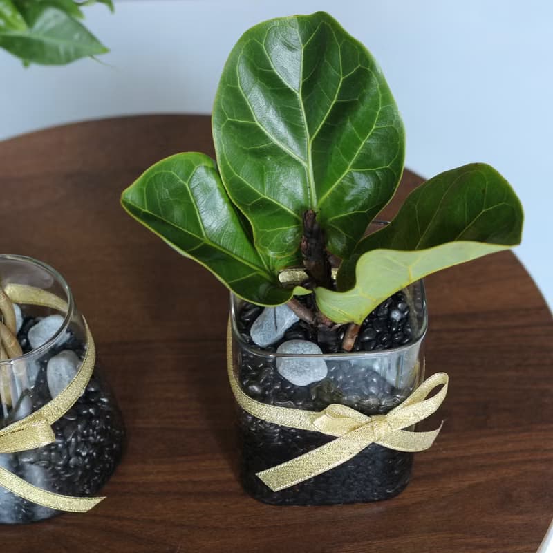 水培植栽│2024慶新年 琴葉榕_室內植物 辦公室盆栽 植栽盆栽