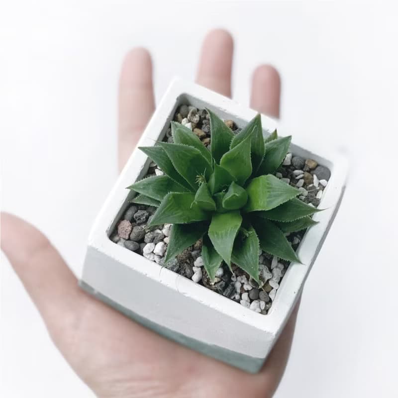 (預購) 莫蘭迪綠系列 | 百合科 壽 方形漸層水泥多肉植栽