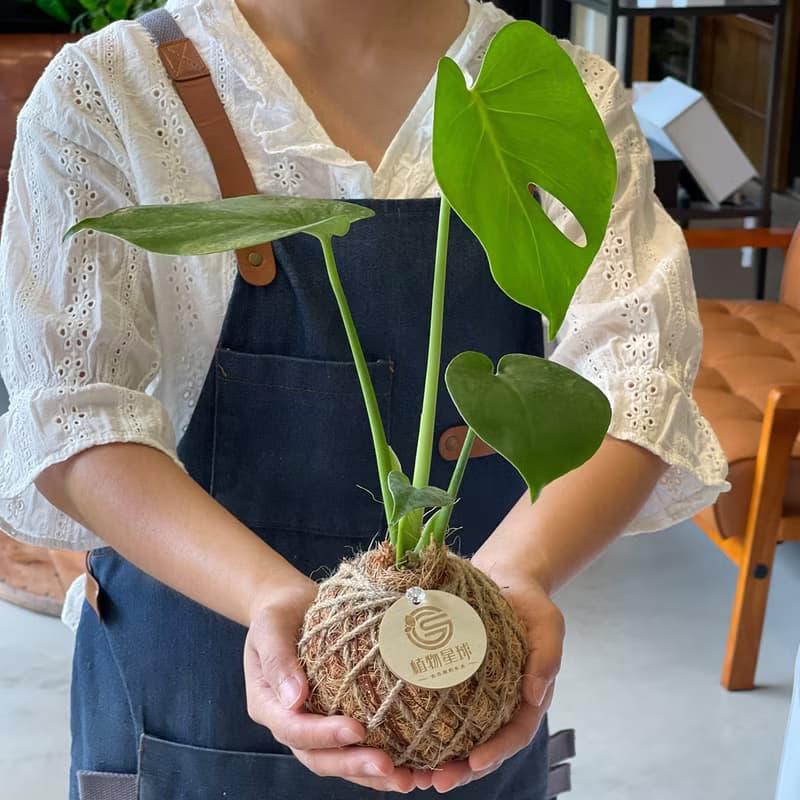 PD04龜背芋小苔球 / 室內植栽