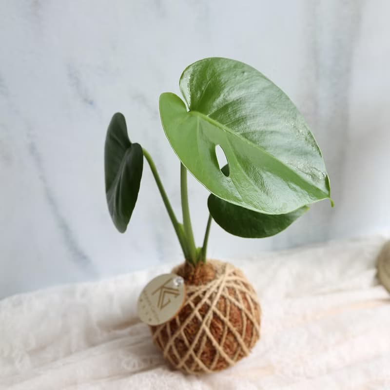 PD04龜背芋小苔球 / 室內植栽