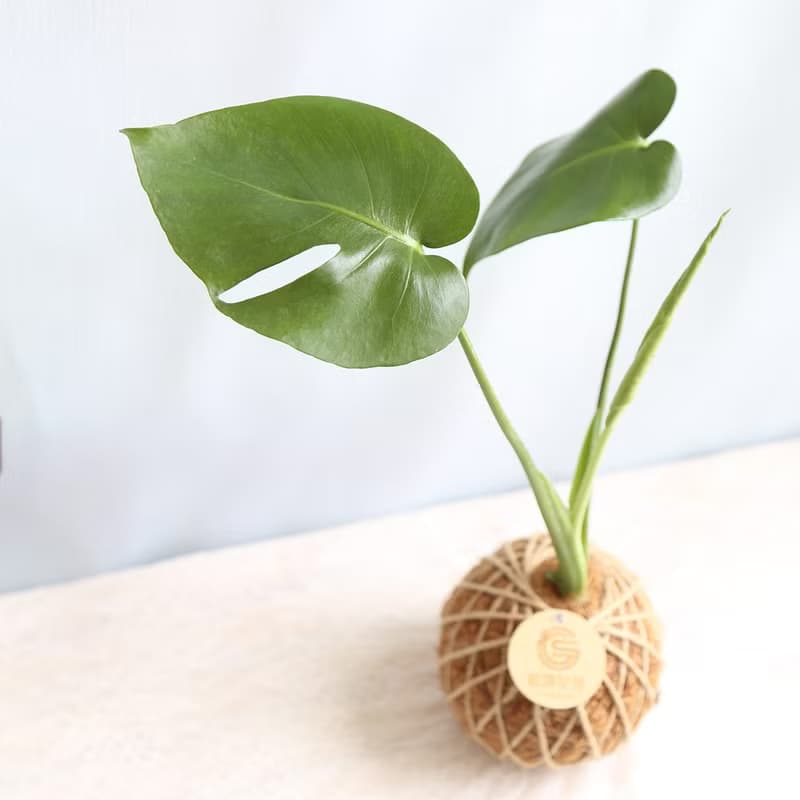 PD04龜背芋小苔球 / 室內植栽