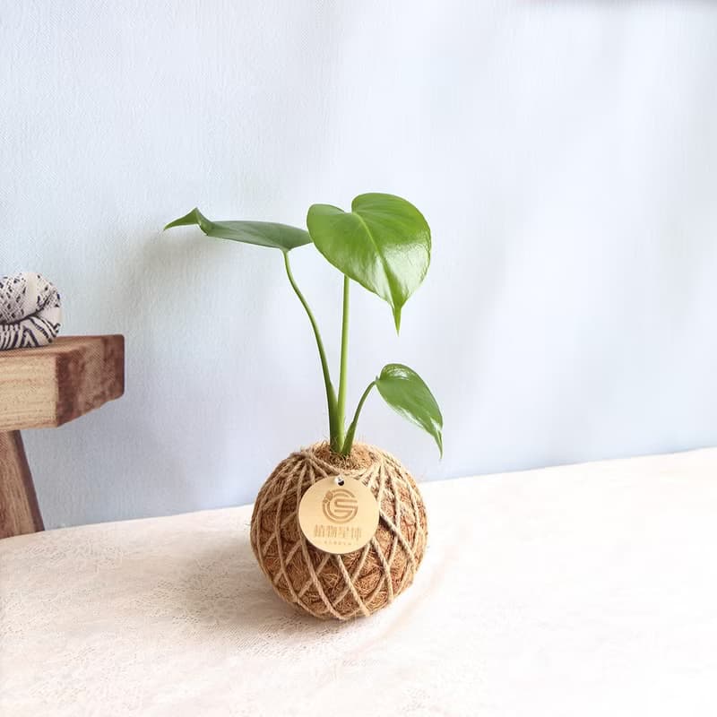 PD04龜背芋小苔球 / 室內植栽
